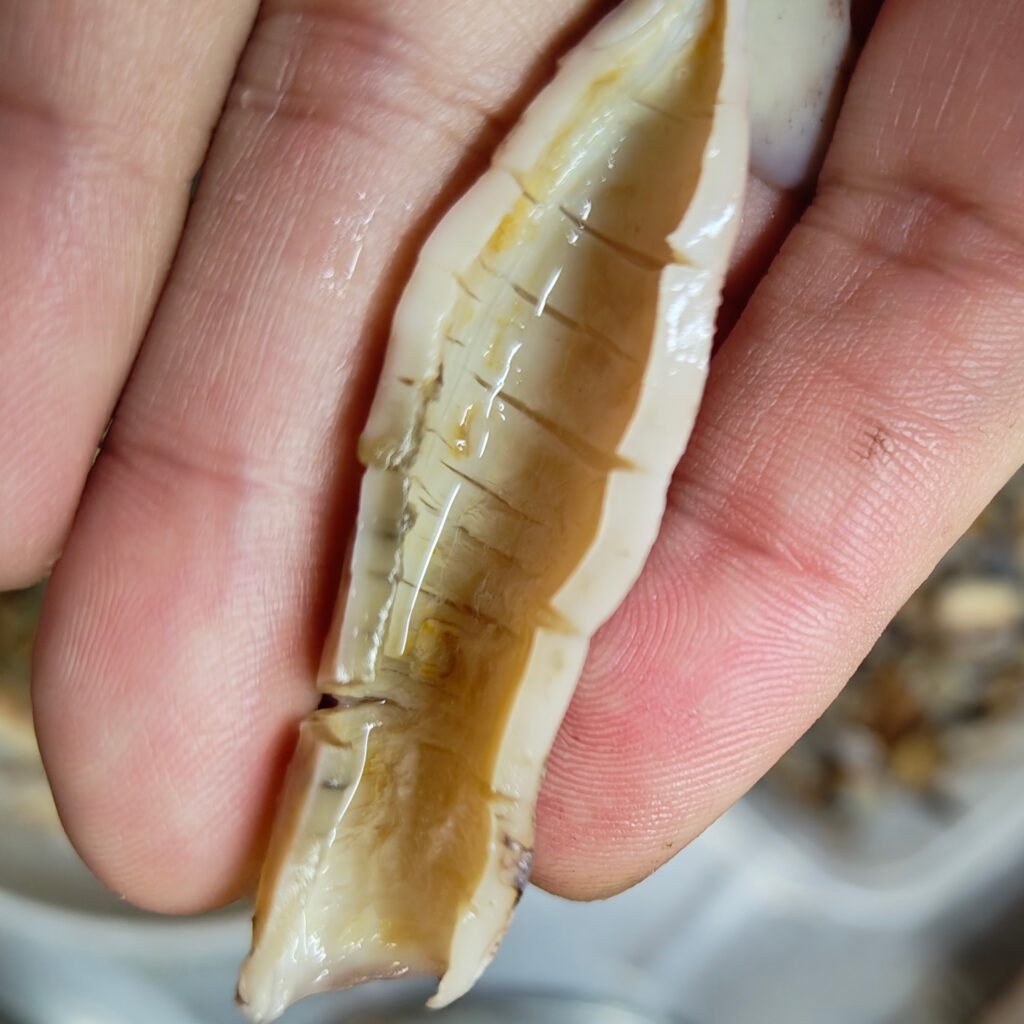 イカ煮干しの下処理(内臓を洗った状態)