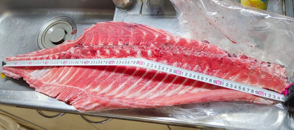 本マグロの骨付き中落ち 約1.1メートルの大きさ キッチンで広げた状態