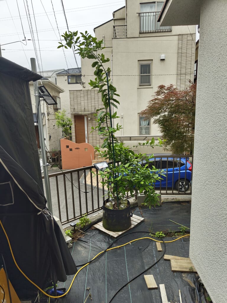 40Lの不織布ポットで高さ2m以上に伸びた剪定前のレモンの木