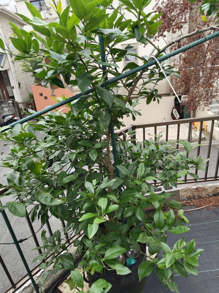 水切れから回復し、濃い緑色の葉と明るい黄緑色の新芽が豊富に茂ったレモンの木