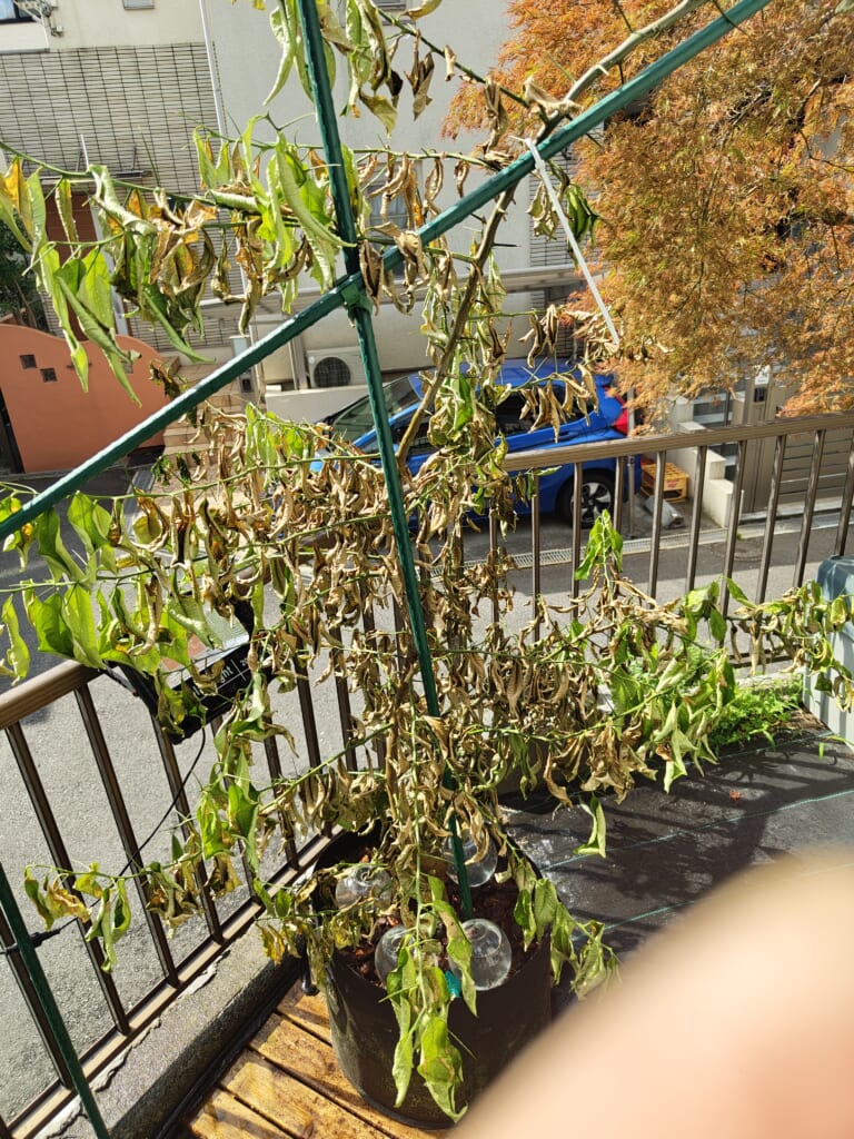 水切れで葉が茶色く縮れ、大量に枯れかけた鉢植えのレモンの木