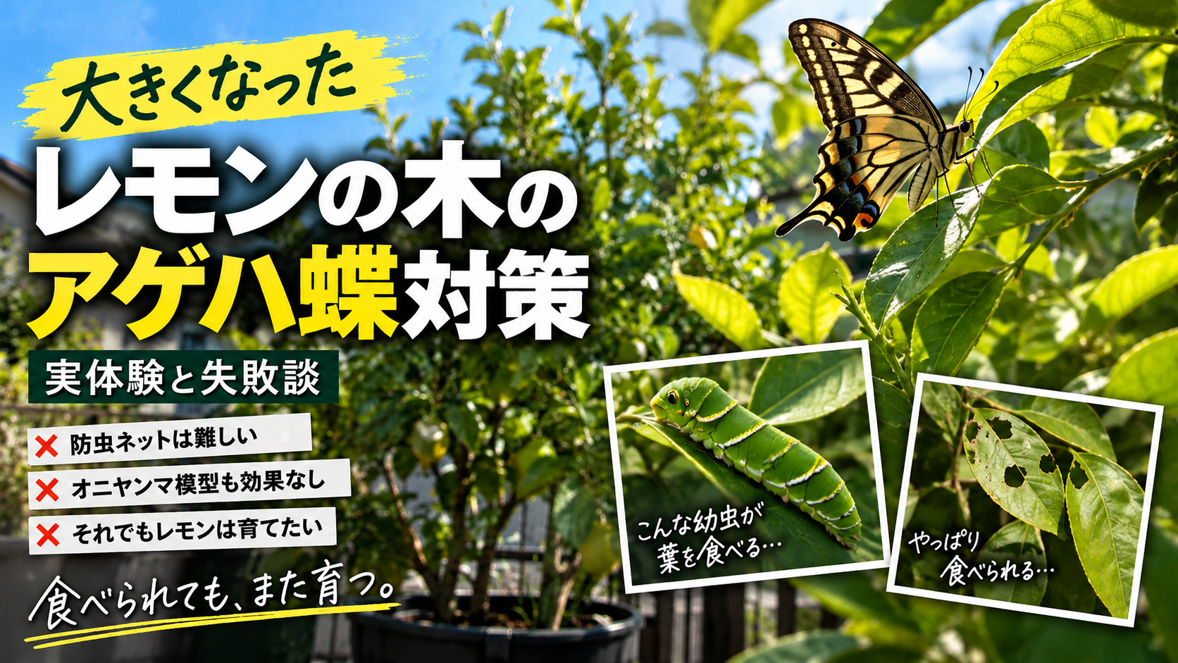 大きくなったレモンの木のアゲハ蝶対策を紹介するアイキャッチ画像