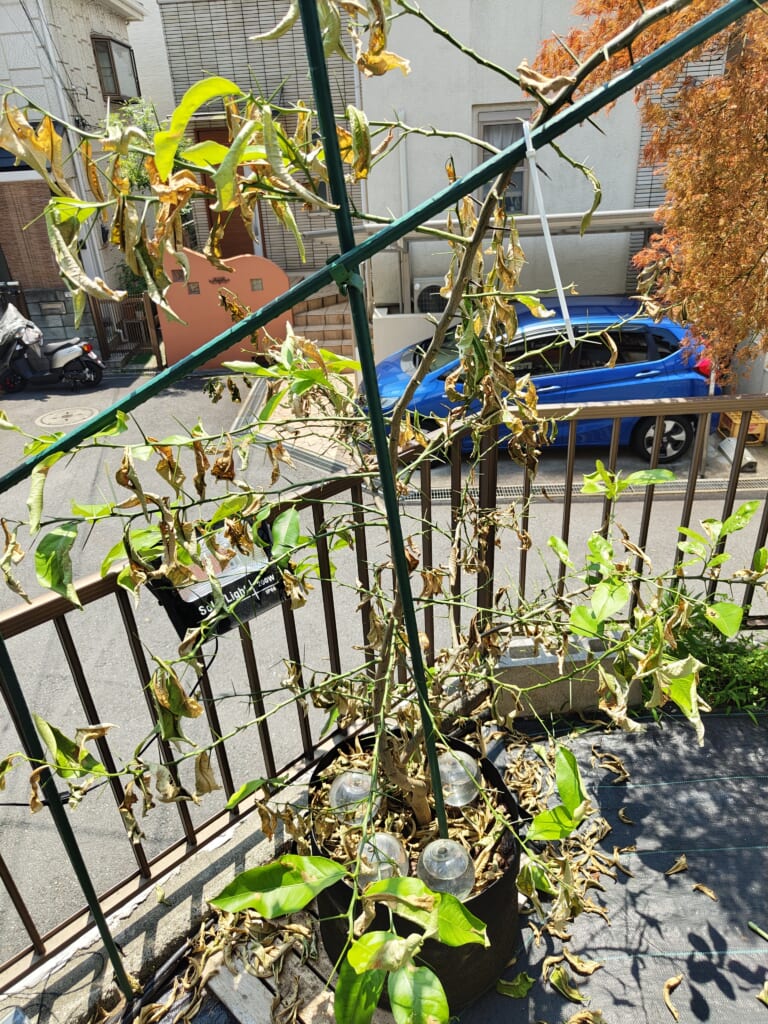 水切れで葉が茶色く縮れ、大量に落葉した鉢植えのレモンの木